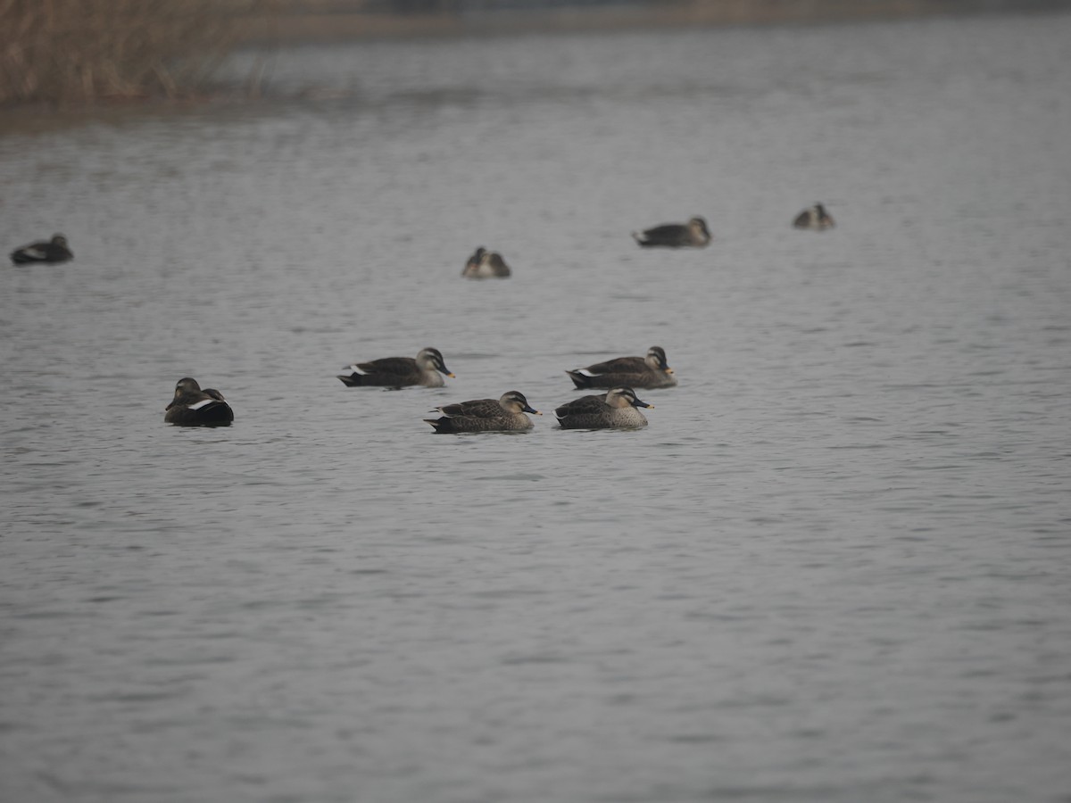 Eastern Spot-billed Duck - Yawei Zhang