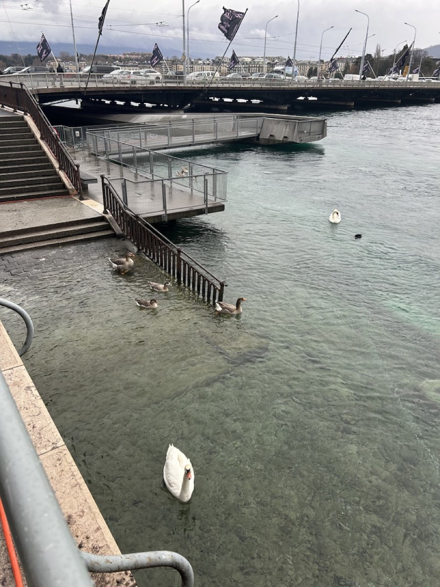 labuť velká - ML614216645