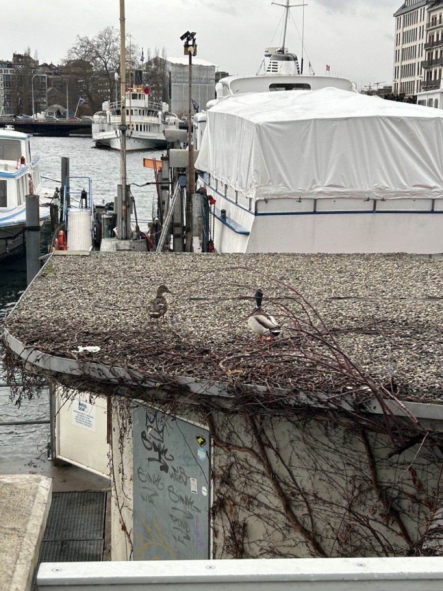 Mallard - ML614216647