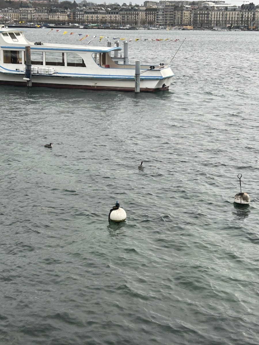 Great Crested Grebe - ML614216648