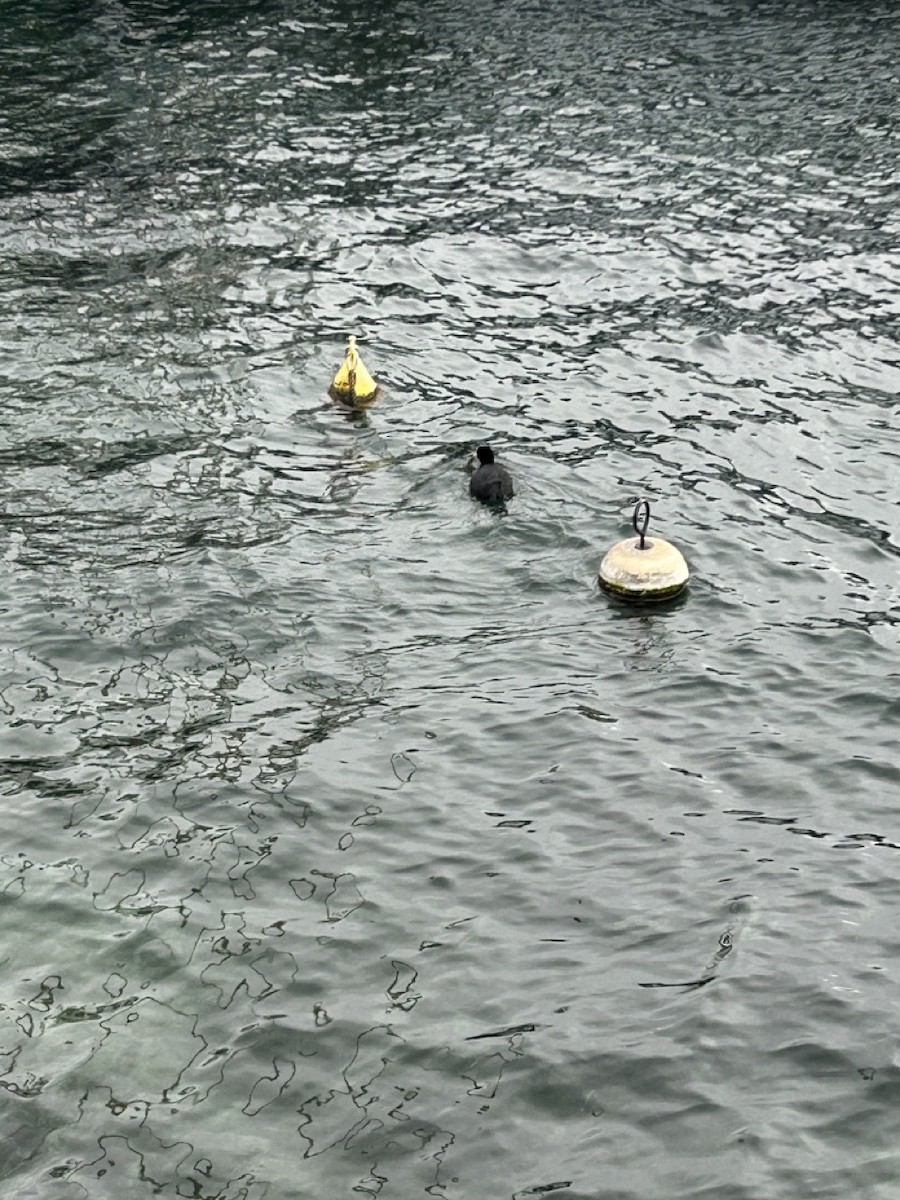 Eurasian Coot - ML614216652