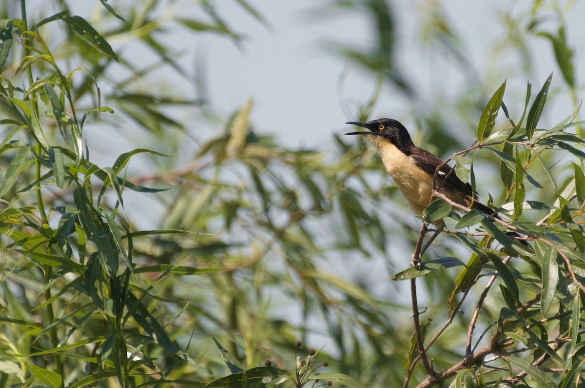 Black-capped Donacobius - ML614216691