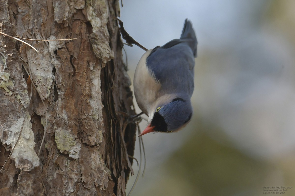 Velvet-fronted Nuthatch - ML614216707