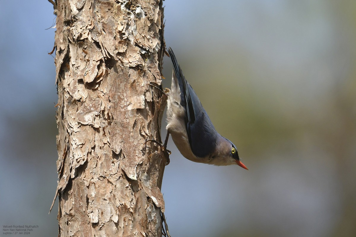 Velvet-fronted Nuthatch - ML614216710