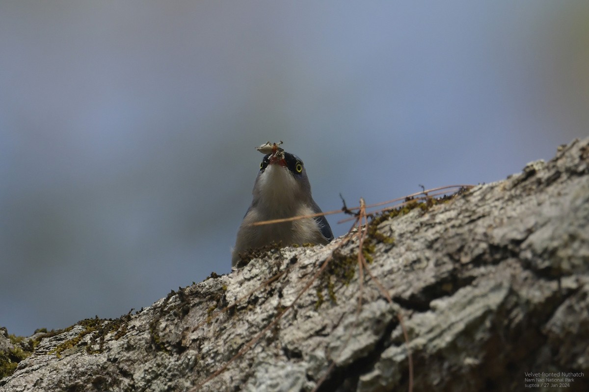 Velvet-fronted Nuthatch - ML614216711