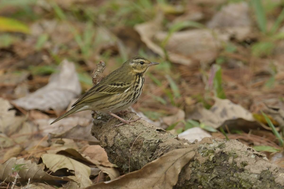 Olive-backed Pipit - ML614216717