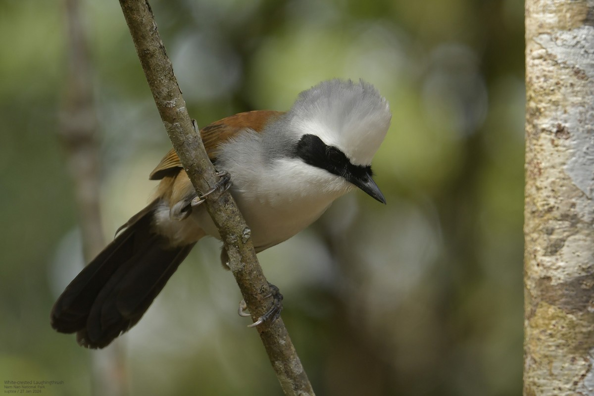 White-crested Laughingthrush - ML614216724