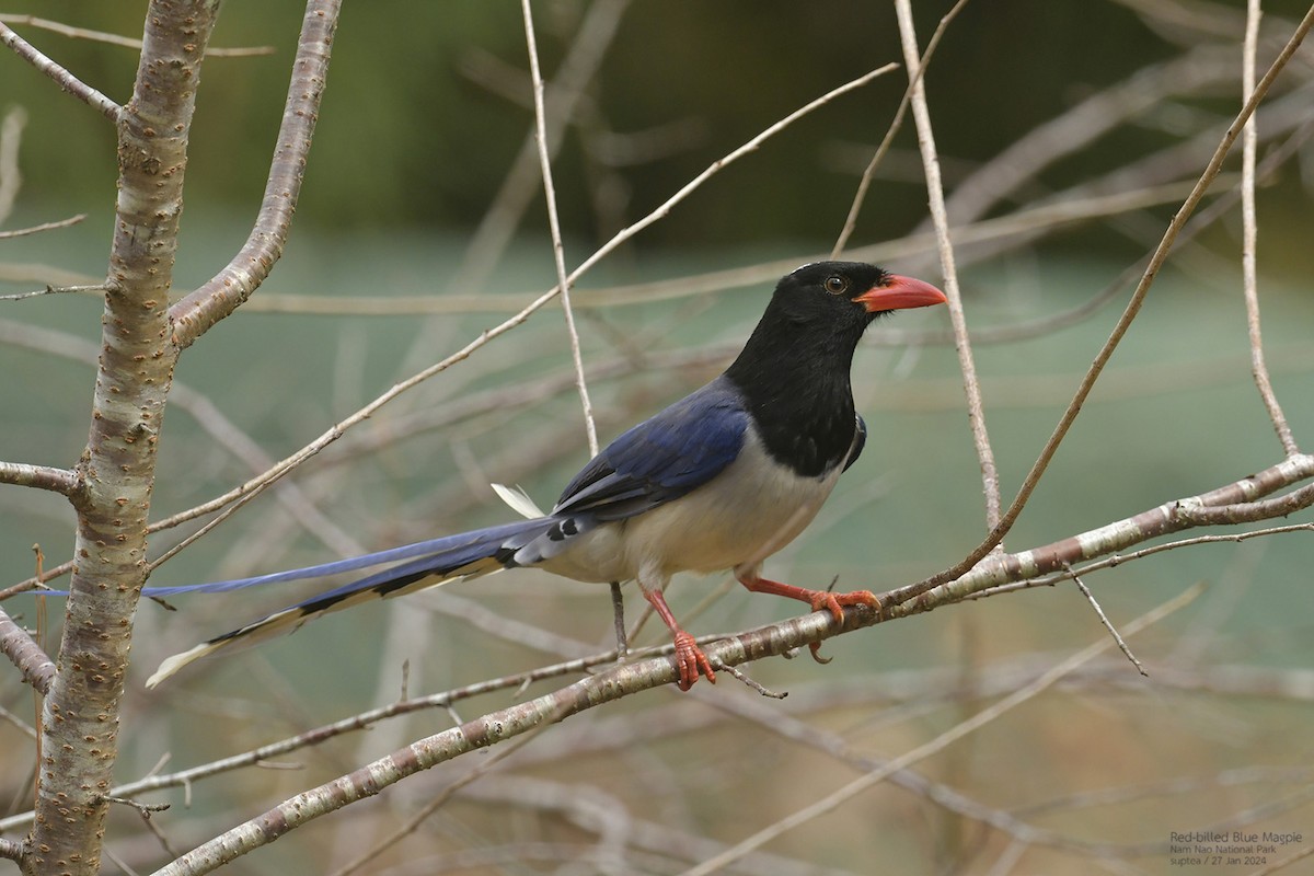 Red-billed Blue-Magpie - ML614216734