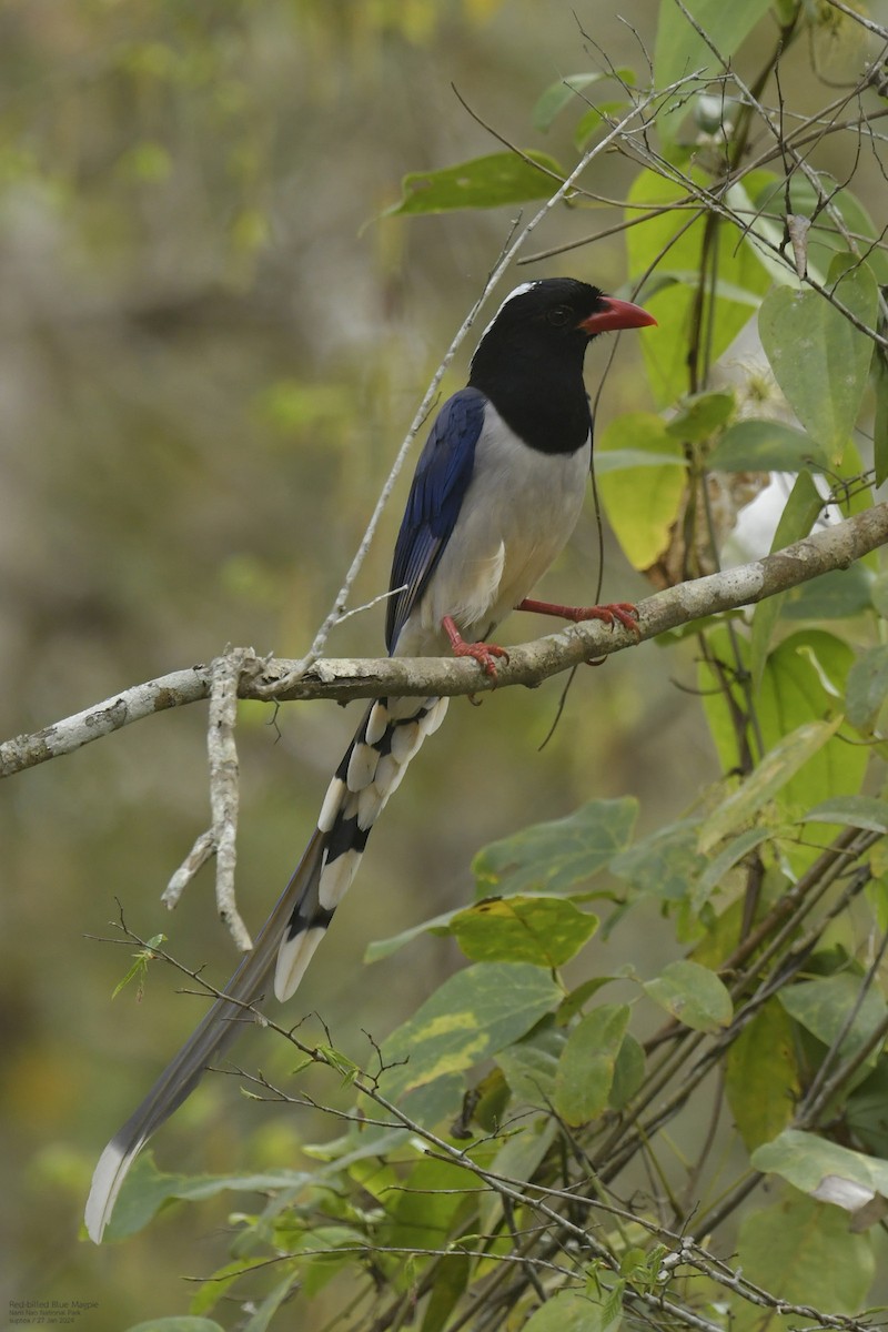 Red-billed Blue-Magpie - ML614216735