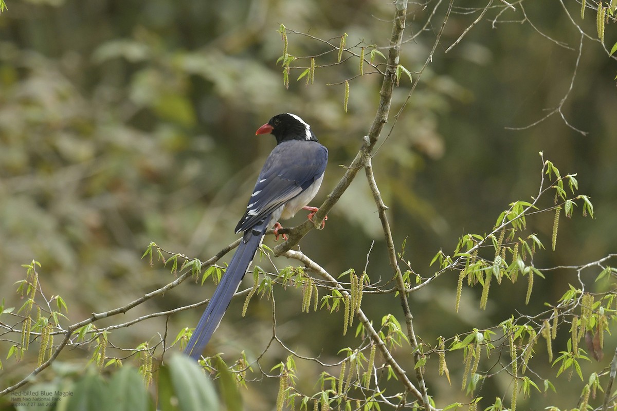 Red-billed Blue-Magpie - ML614216736