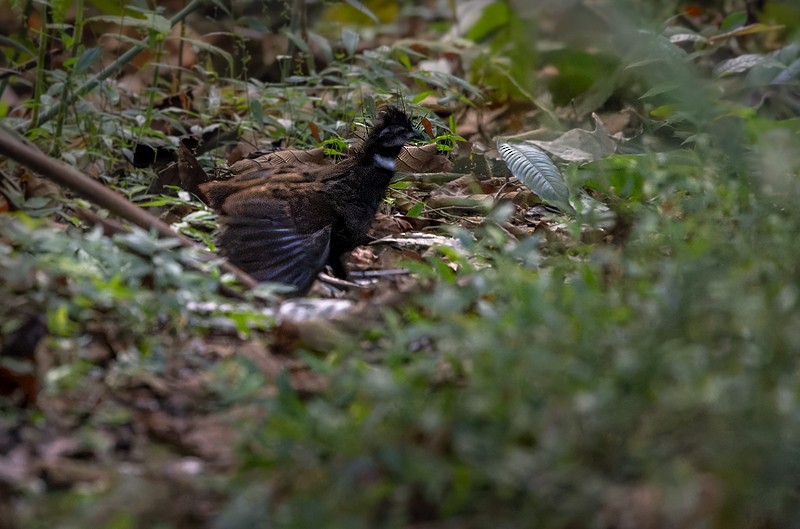 Gorgeted Wood-Quail - ML614216751