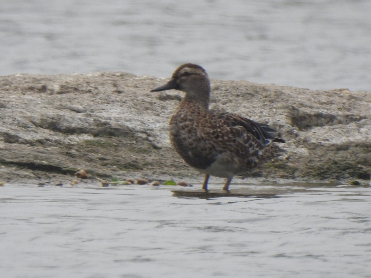 Garganey - KARTHIKEYAN R