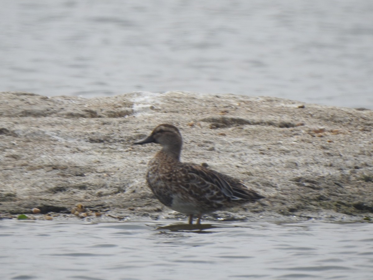 Garganey - ML614216824