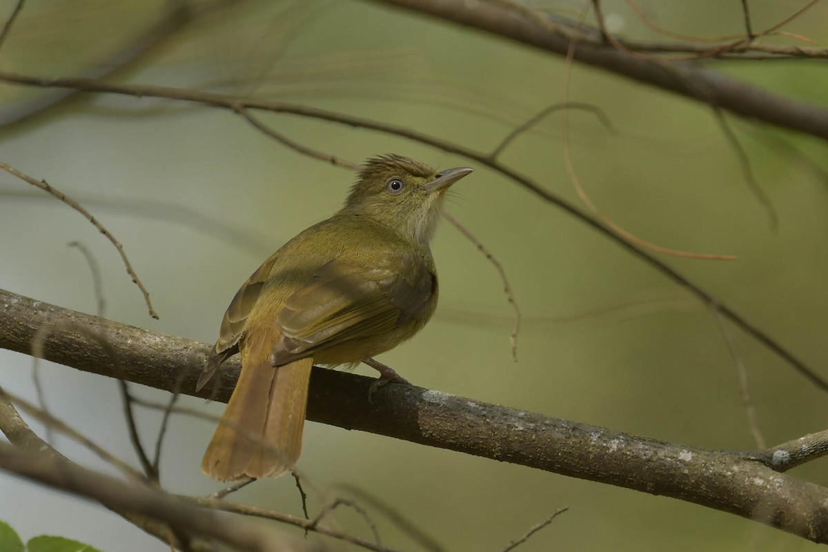 Gray-eyed Bulbul - ML614216866