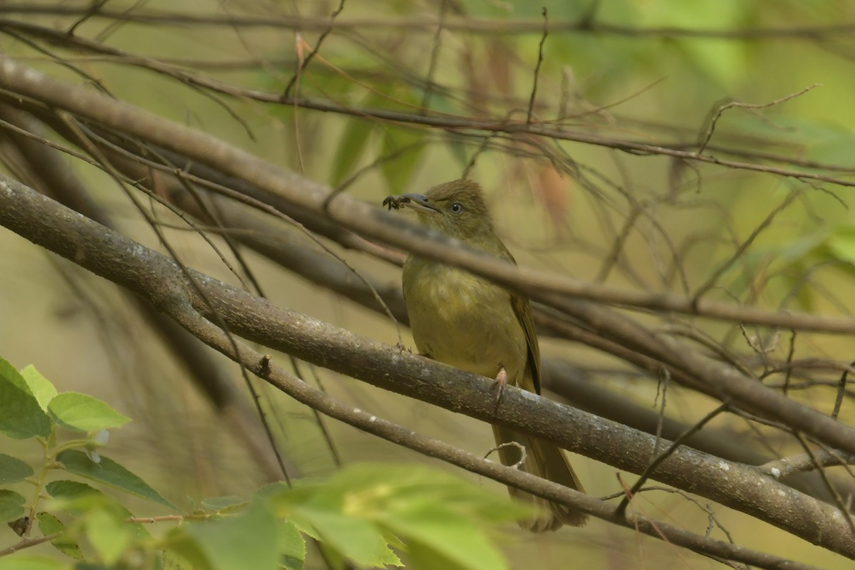 Gray-eyed Bulbul - ML614216867