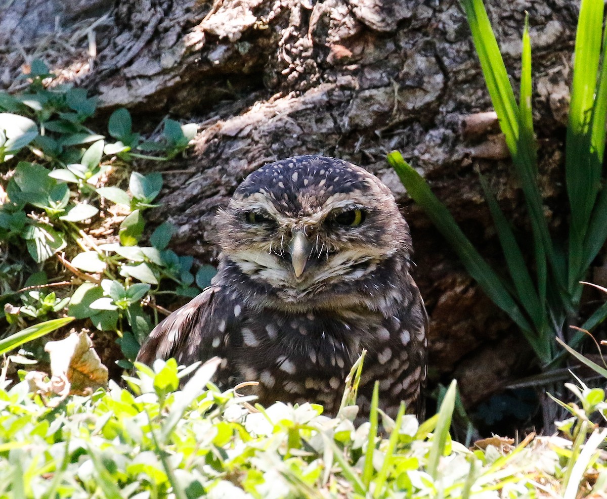 Burrowing Owl - Michael Hoare