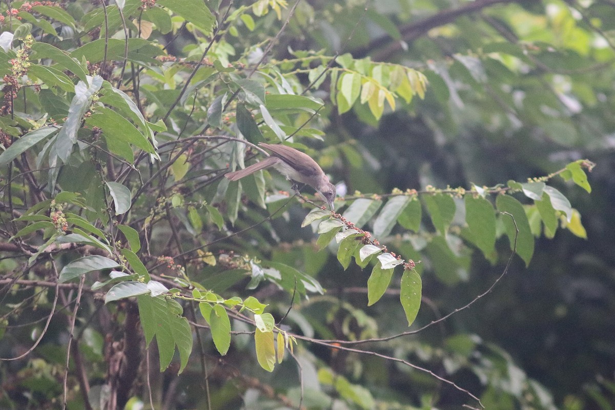 Gri Arapbülbülü (cinereus) - ML614216950