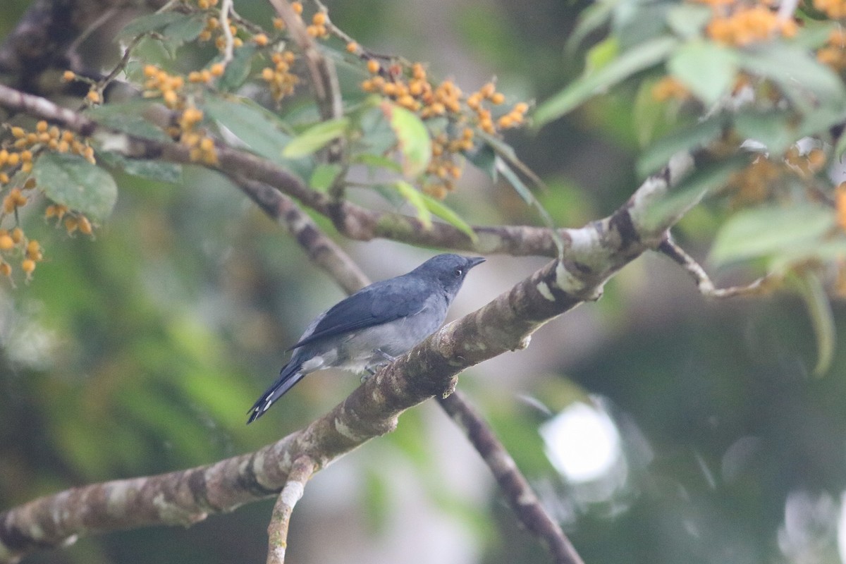 Lesser Cuckooshrike - Supot Surapaetang