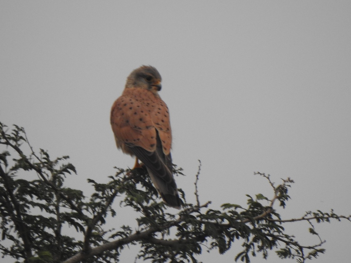 Lesser/Eurasian Kestrel - KARTHIKEYAN R