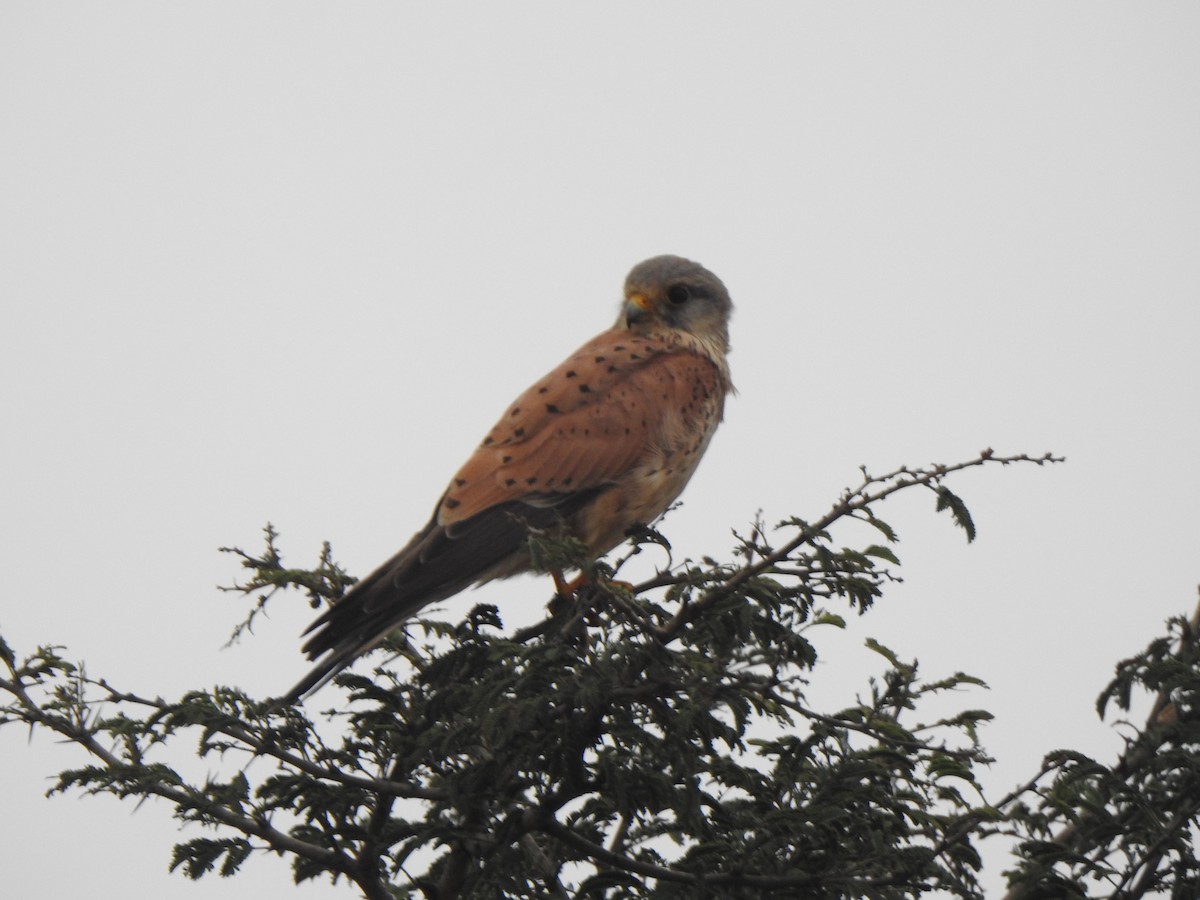 Lesser/Eurasian Kestrel - KARTHIKEYAN R