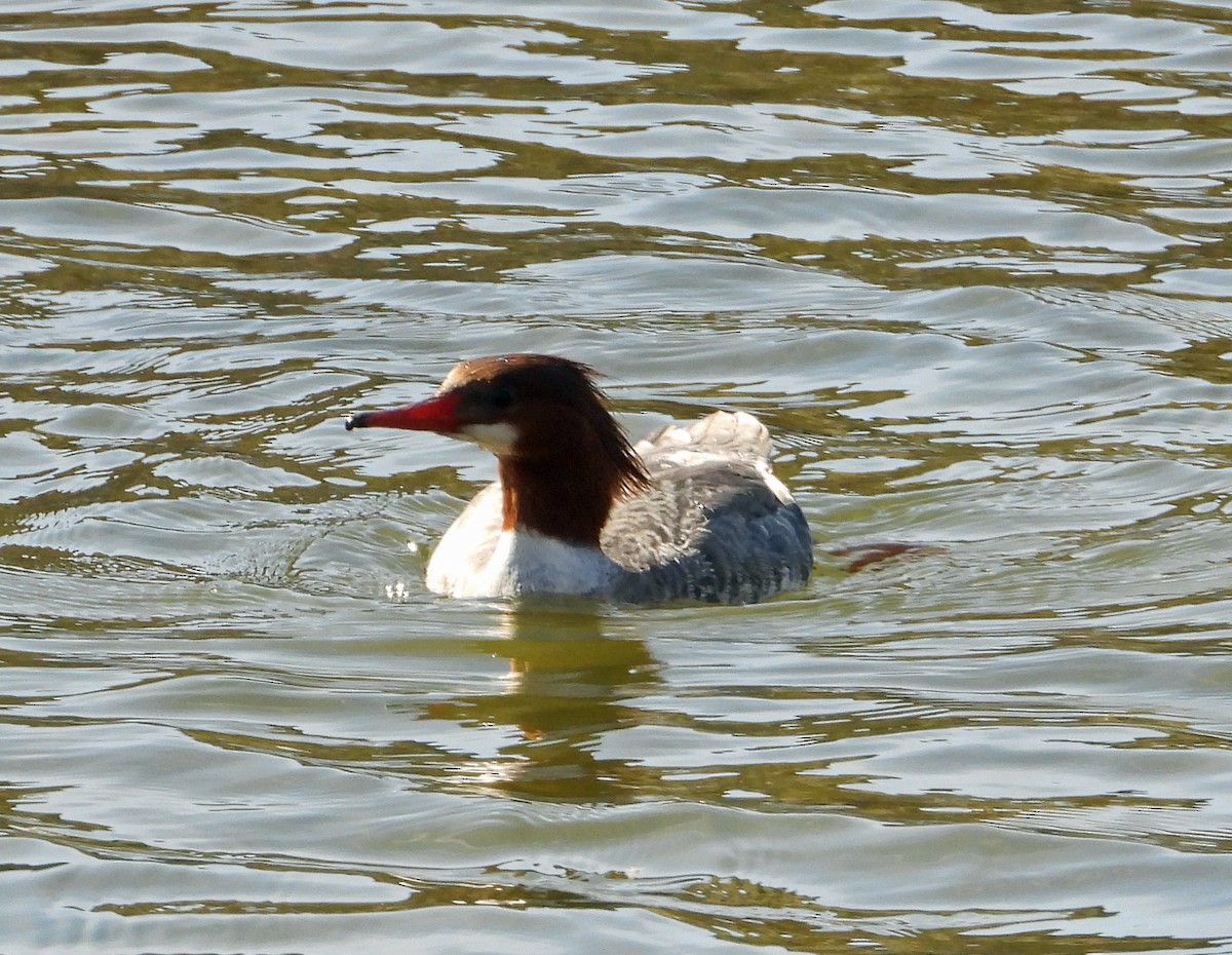 Common Merganser - ML614217035