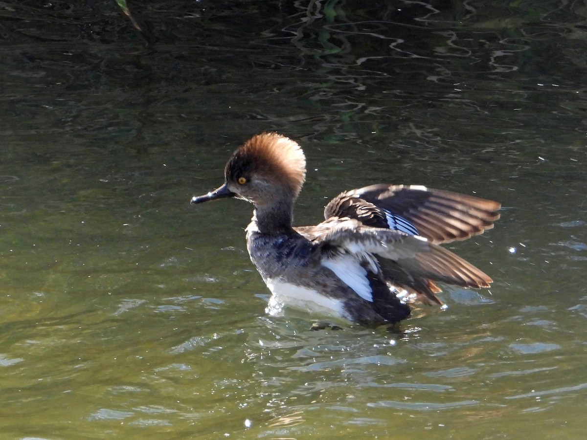 Hooded Merganser - ML614217057