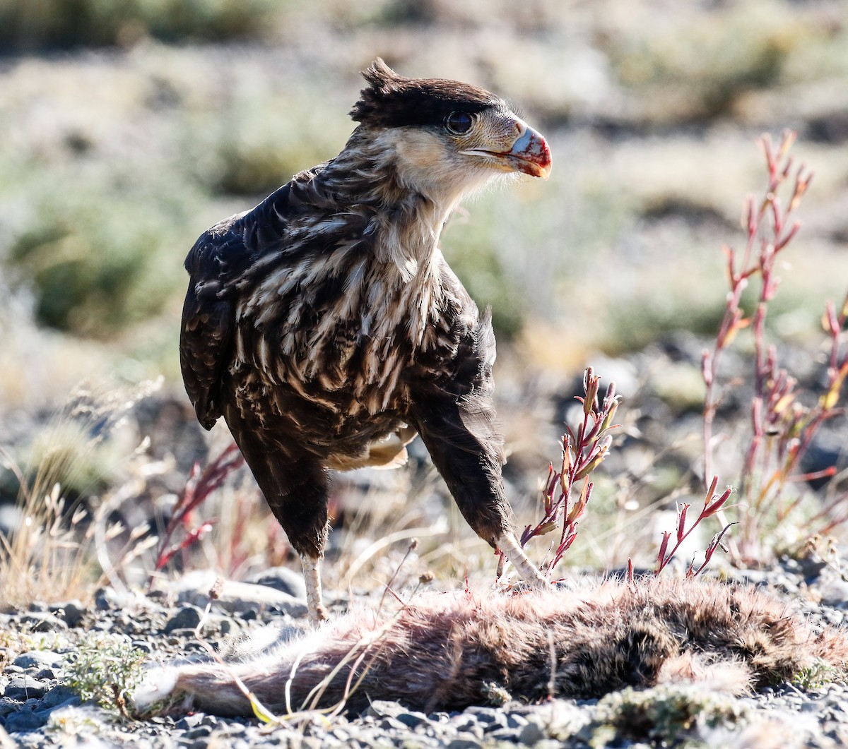 Crested Caracara - Michael Hoare