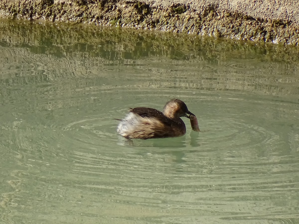 Little Grebe - María Castro Guerrero