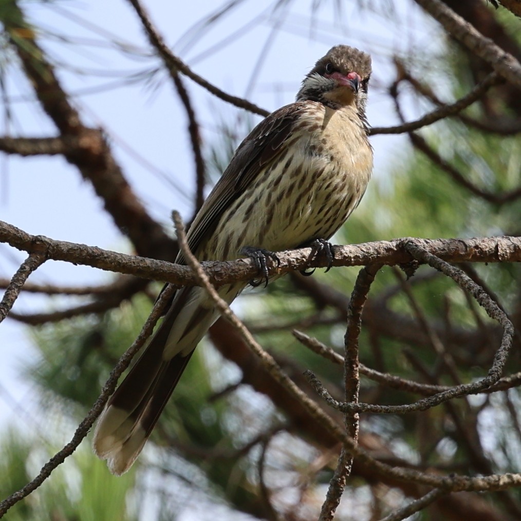 Spiny-cheeked Honeyeater - ML614217213