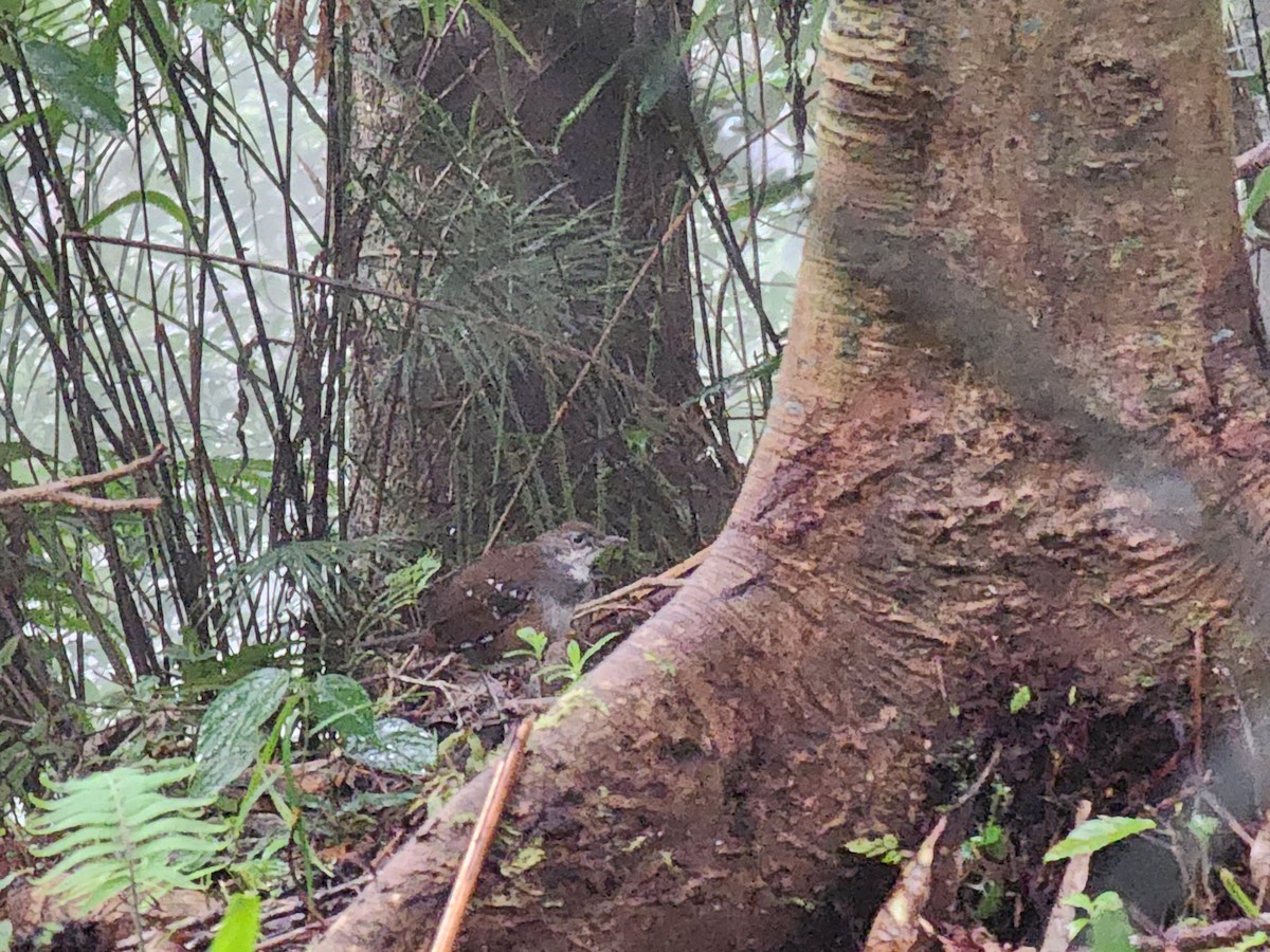 Bicol Ground-Warbler - ML614217223