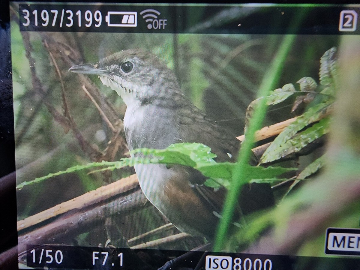 Bicol Ground-Warbler - ML614217232