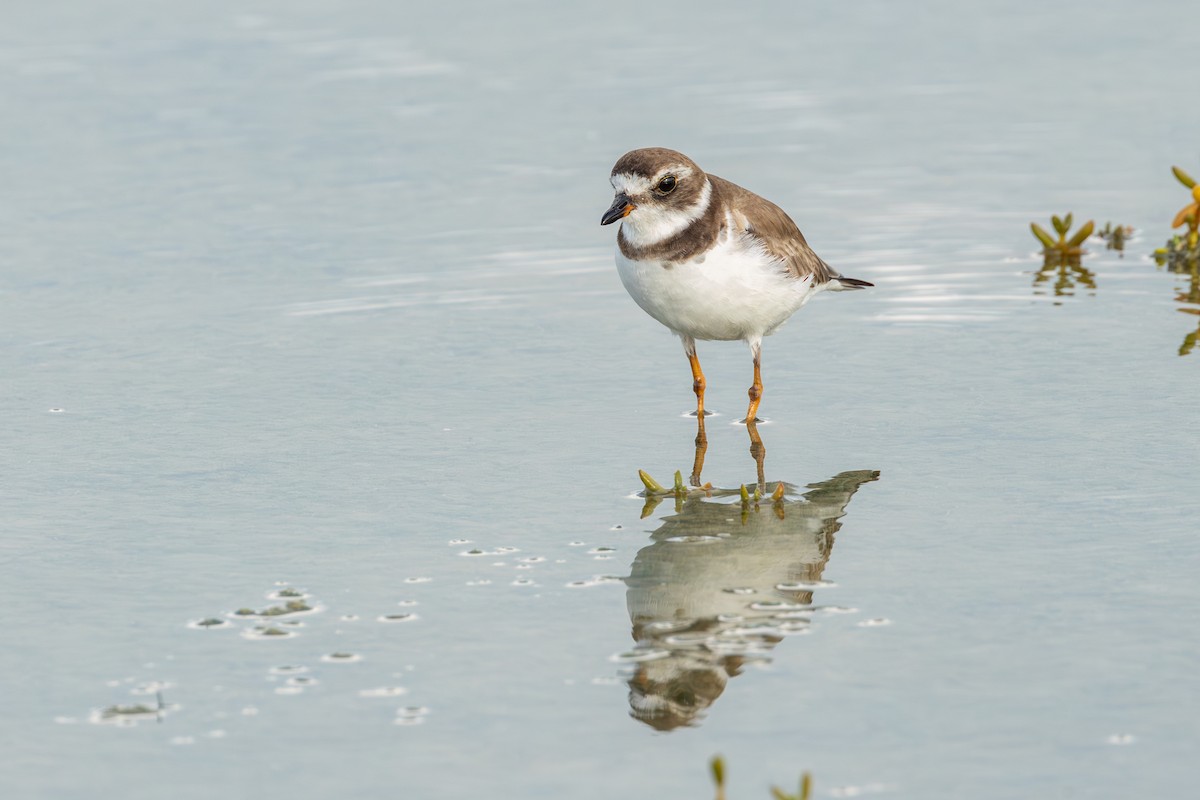 Semipalmated Plover - ML614217241