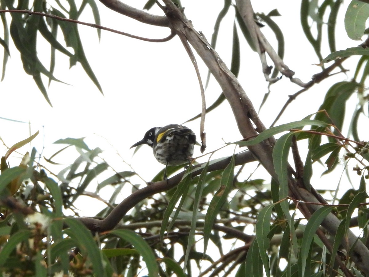 New Holland Honeyeater - Joanne Thompson