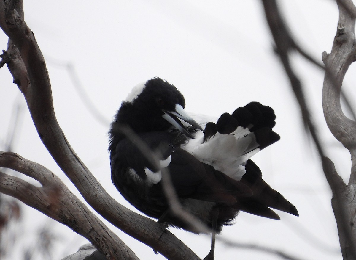 Australian Magpie - ML614217318