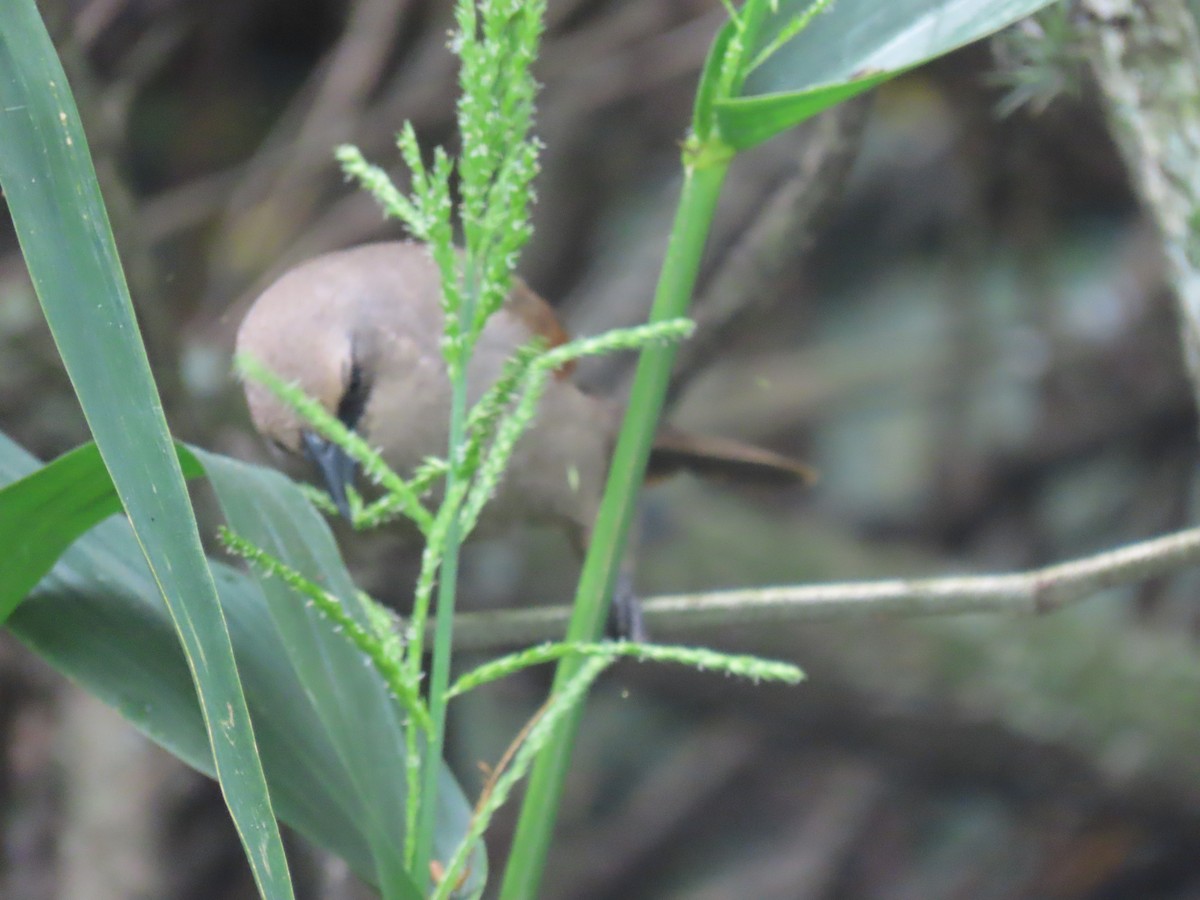 Grayish Baywing - ML614217421
