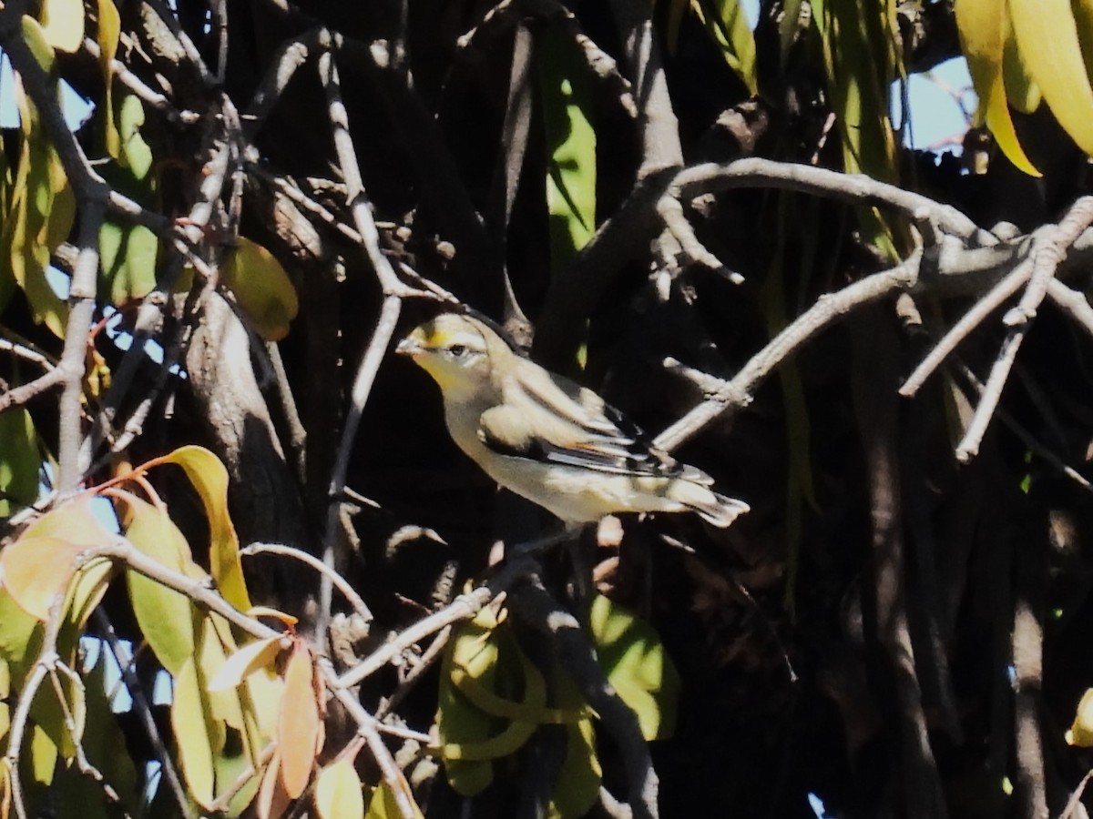 Pardalote Estriado - ML614217481