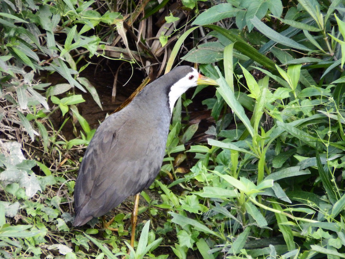 White-breasted Waterhen - ML614217486