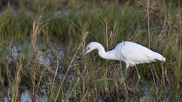 Little Blue Heron - ML614217521