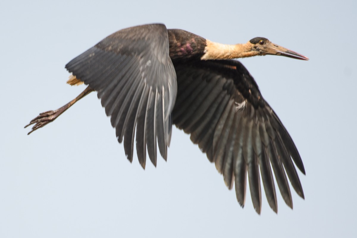 Asian Woolly-necked Stork - ML614217525