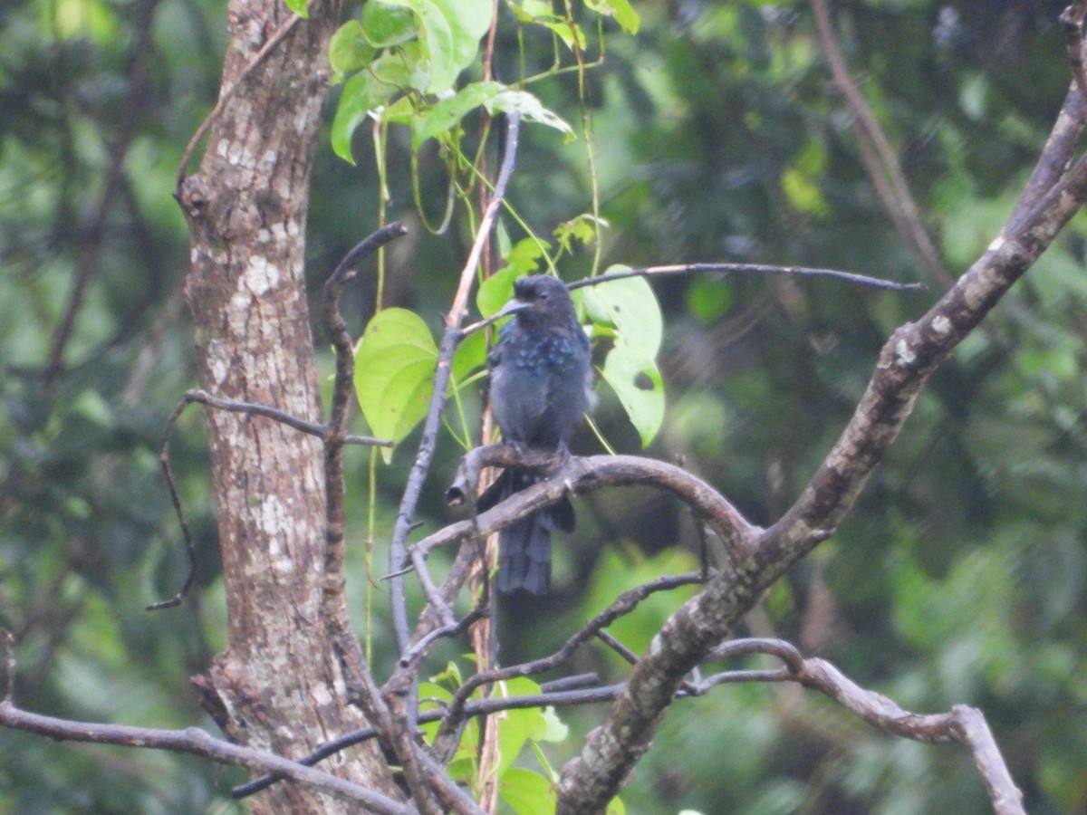 Fork-tailed Drongo-Cuckoo - Nambivel RAJ