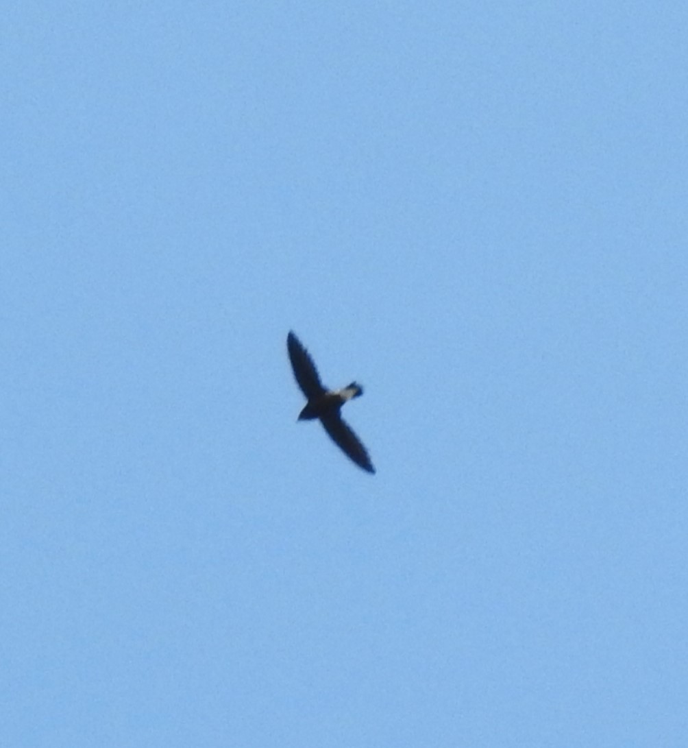 Brown-backed Needletail - ML614217789