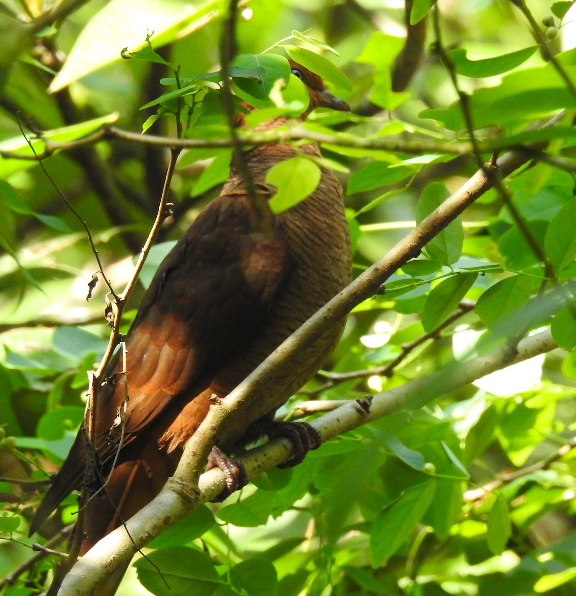 Andaman Cuckoo-Dove - ML614217954