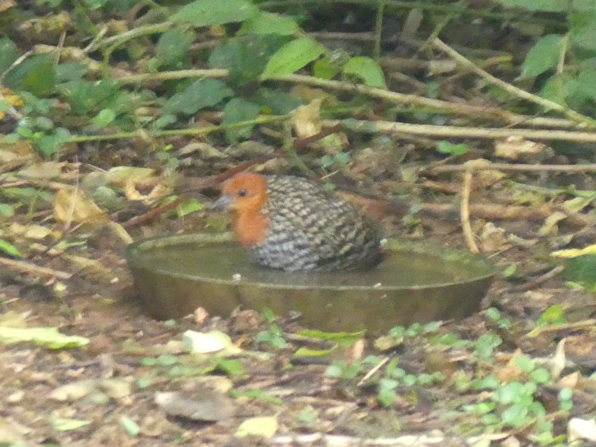 Buff-spotted Flufftail - ML614217966