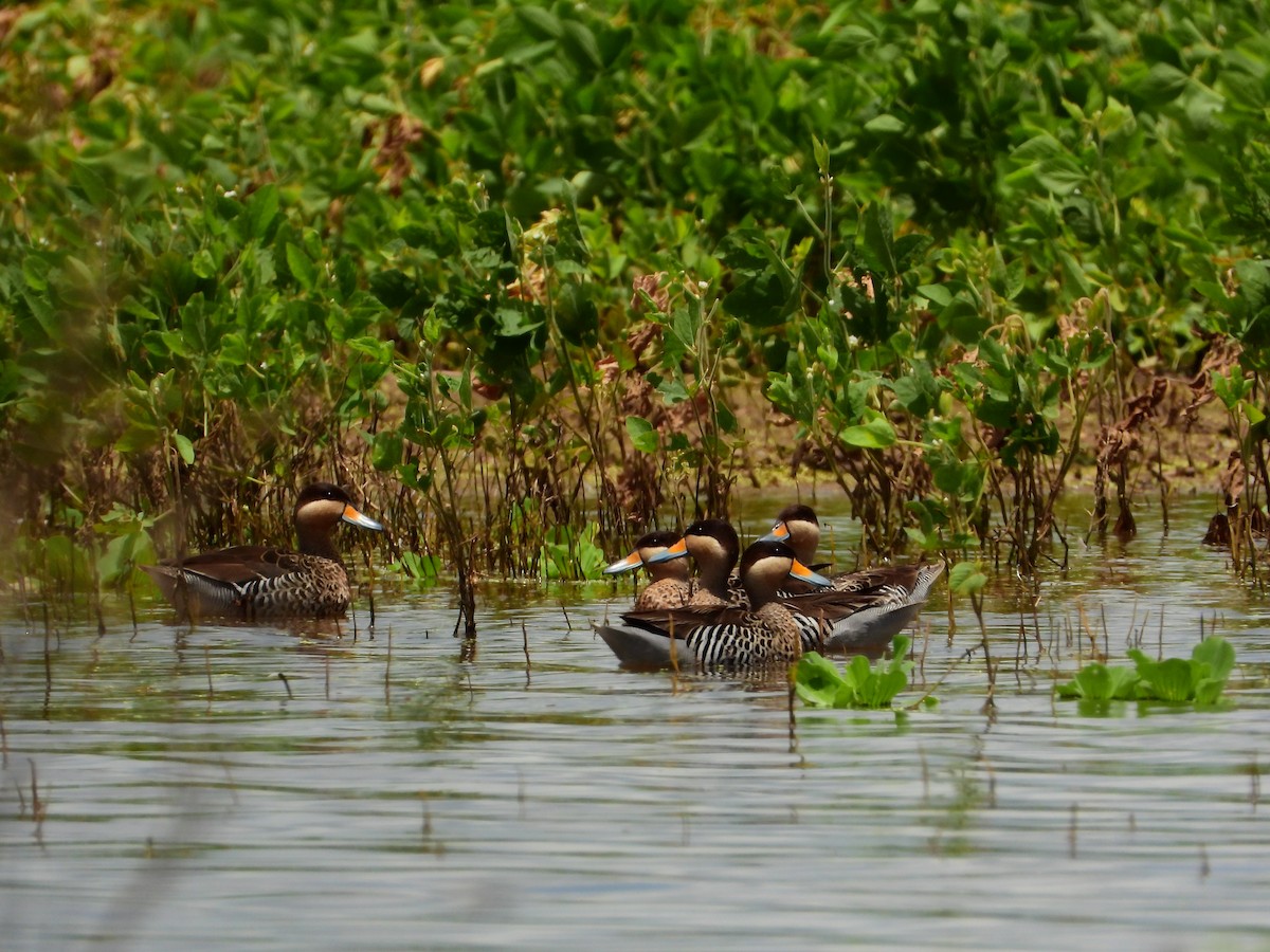 Silver Teal - ML614218049