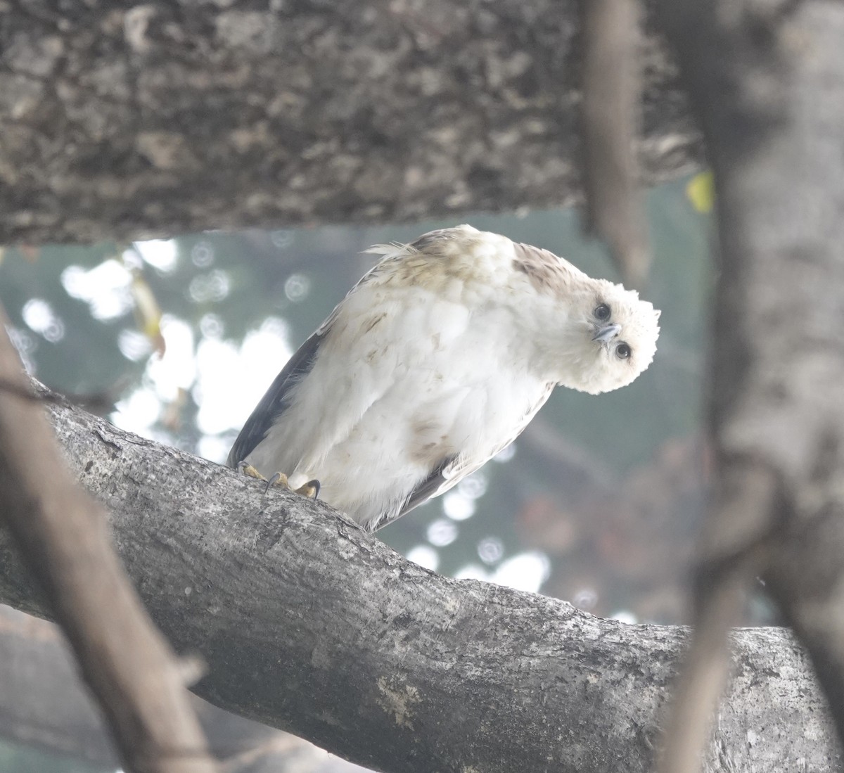 Changeable Hawk-Eagle - deidre asbjorn