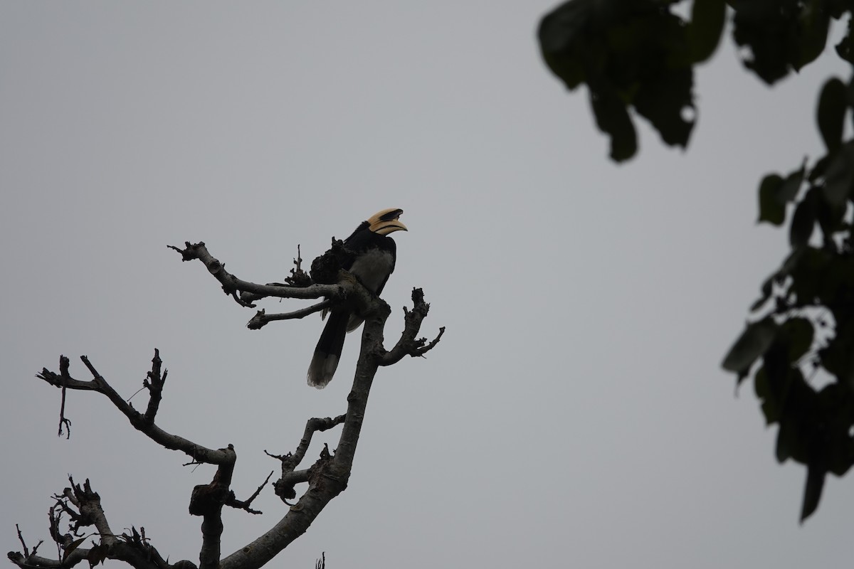 Oriental Pied-Hornbill - deidre asbjorn