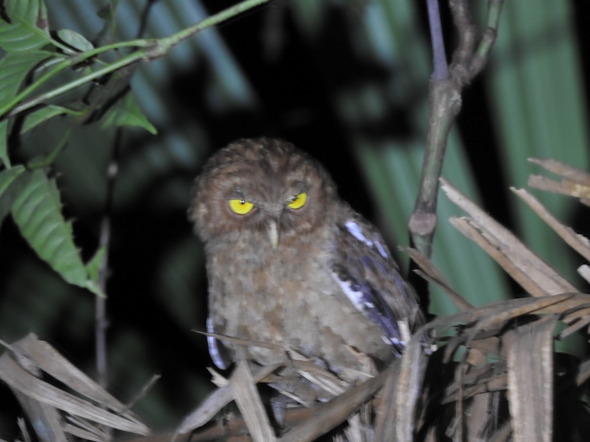 Andaman Scops-Owl - Ayan Watve
