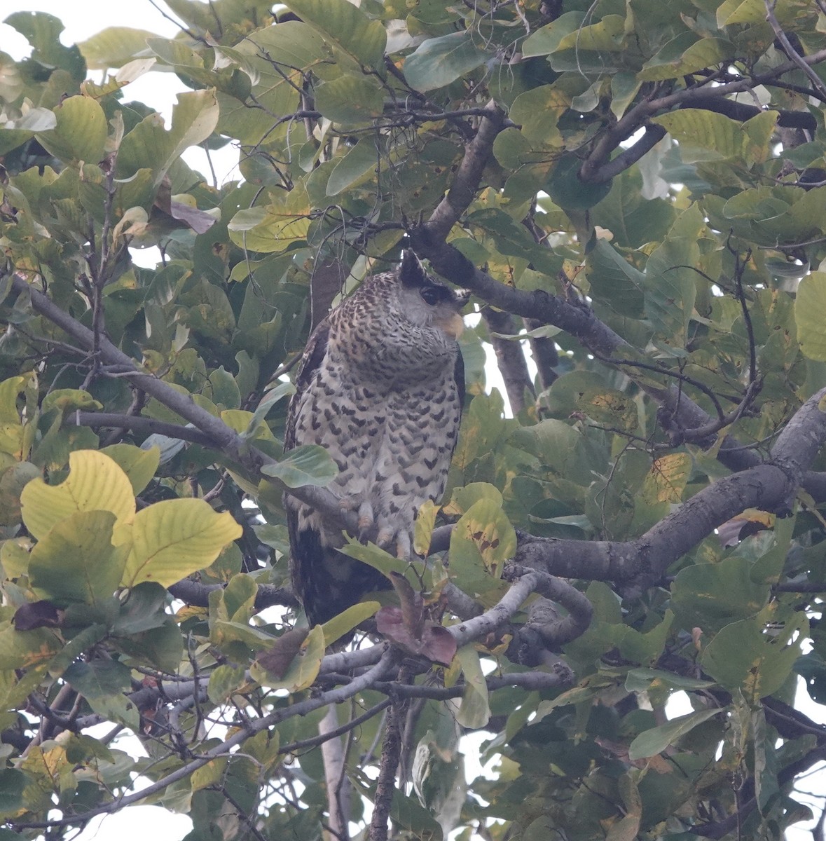 Spot-bellied Eagle-Owl - ML614218140