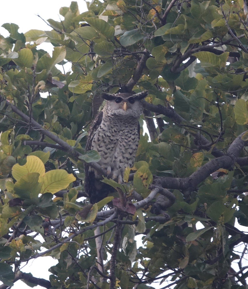 Spot-bellied Eagle-Owl - ML614218141