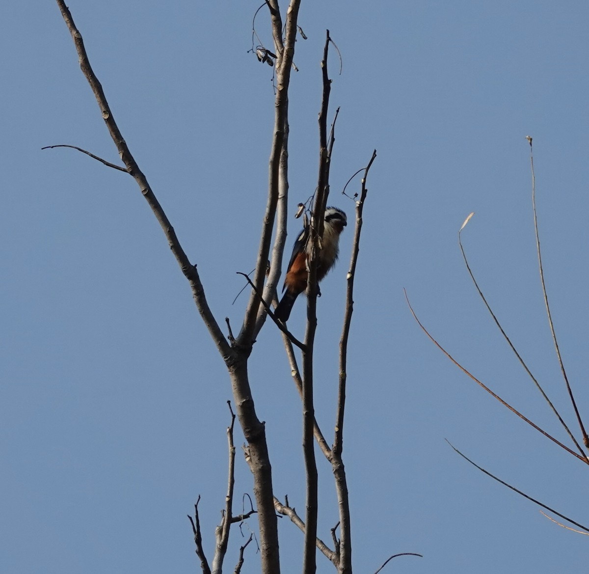 Falconete Acollarado - ML614218169